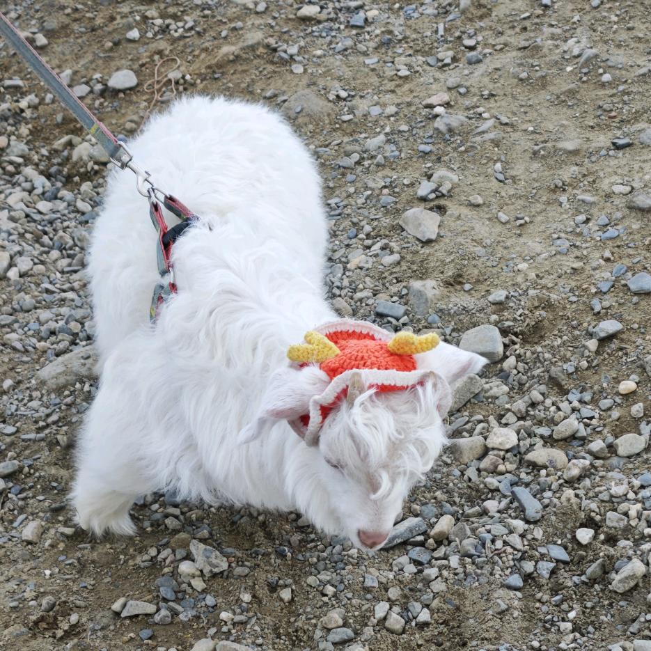 犟种的游戏日常