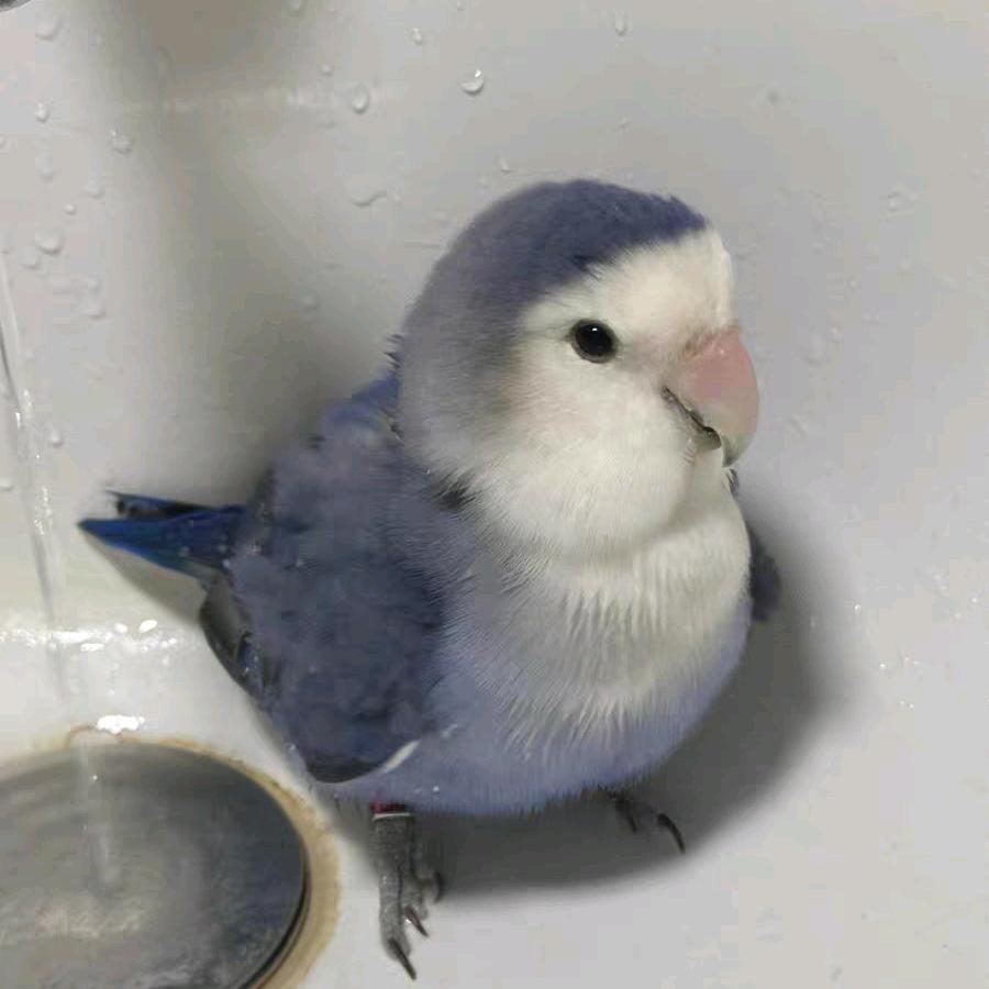 美味将就焰味宠爱