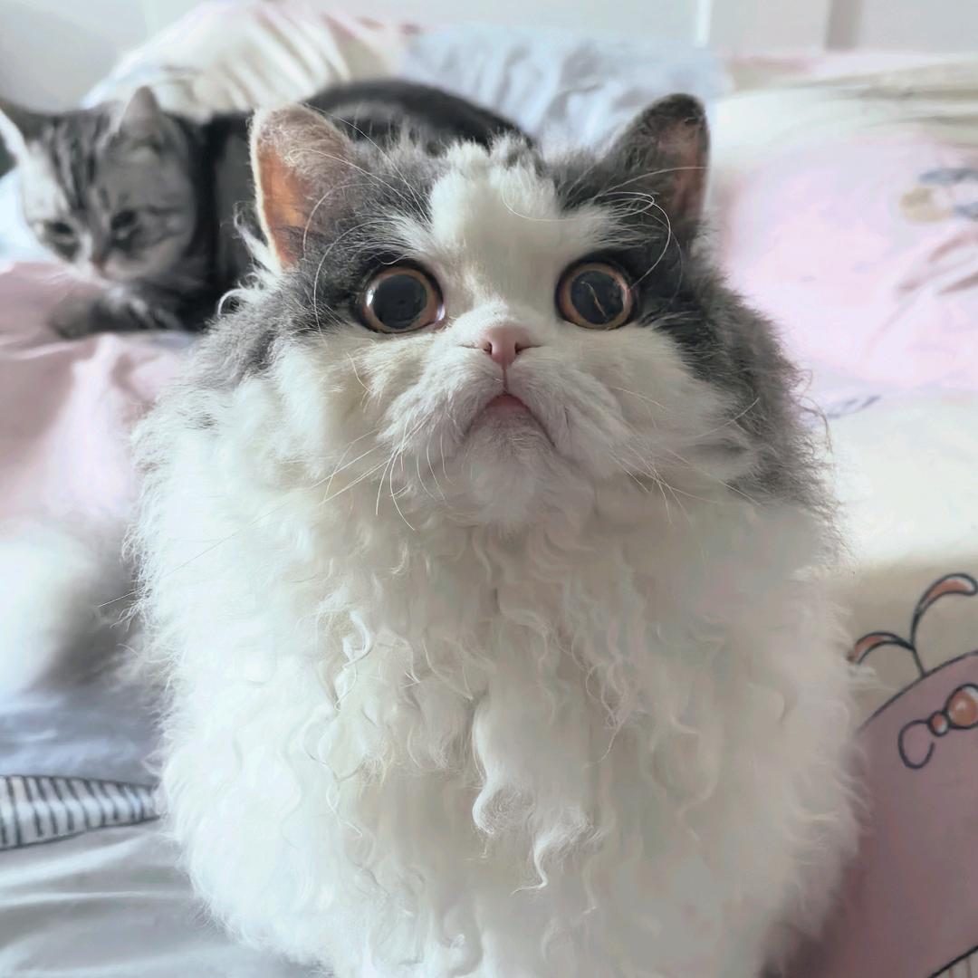 🐱大王叫我来巡山