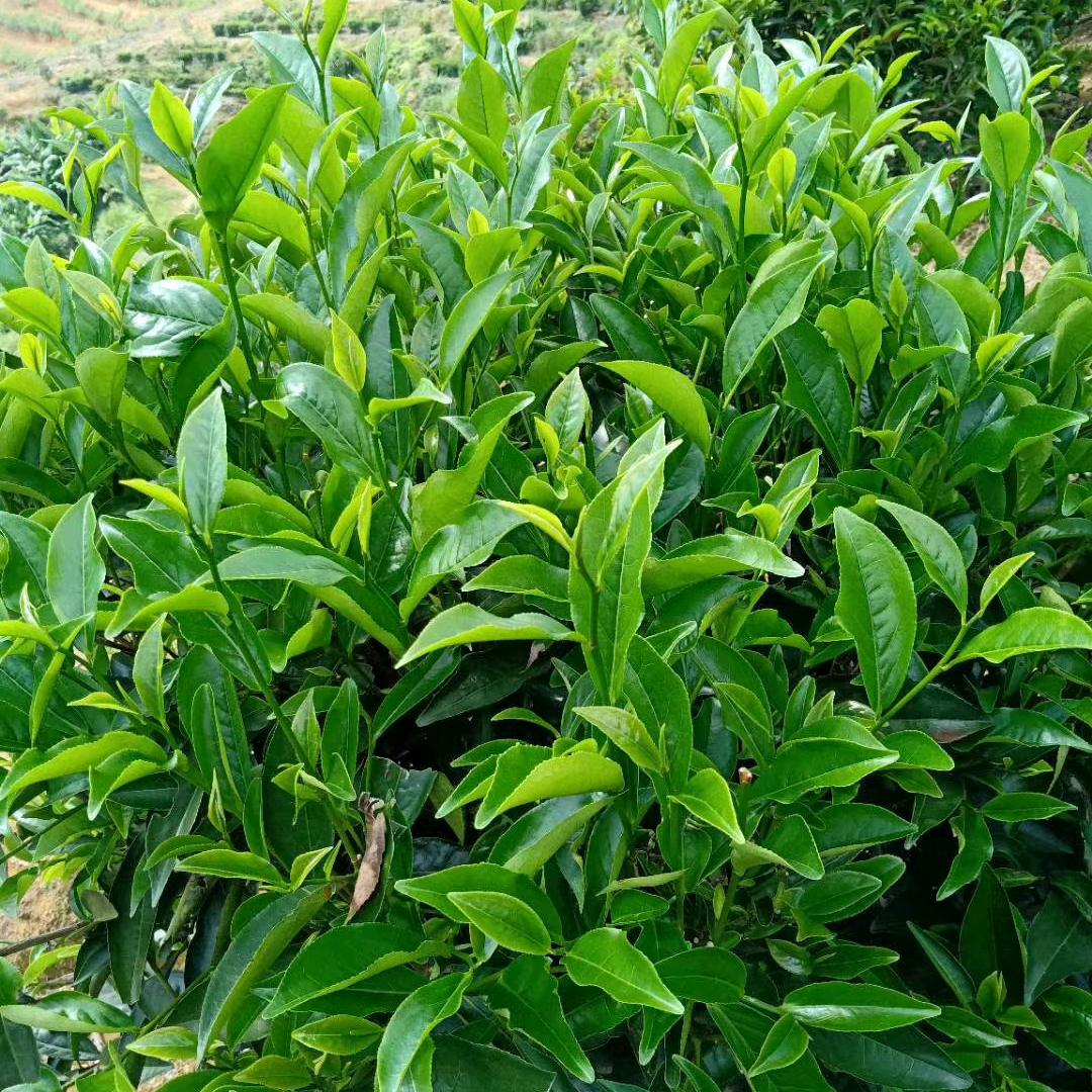 崩岗山茶叶