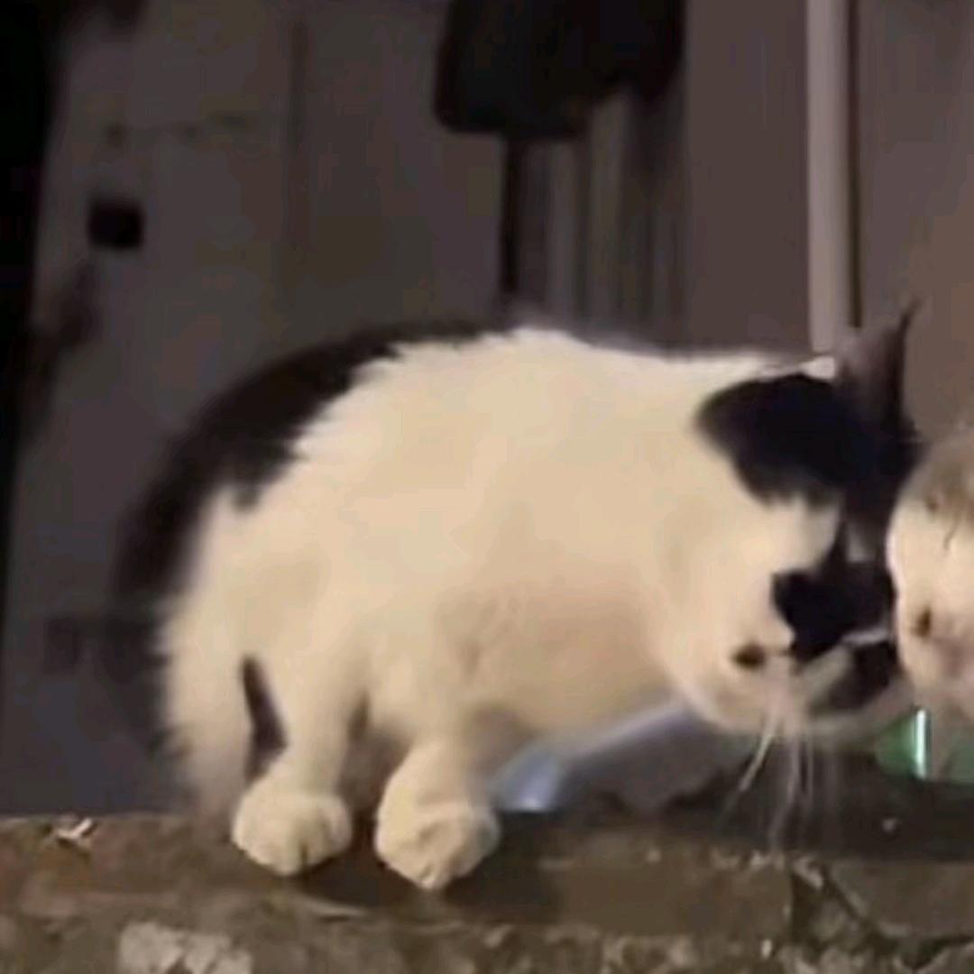 ⁺✞ʚ西红柿炒鸡蛋重度依赖ɞ✟₊