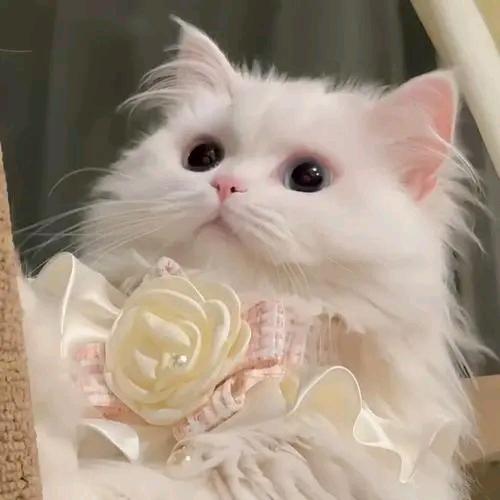 💕容容💞