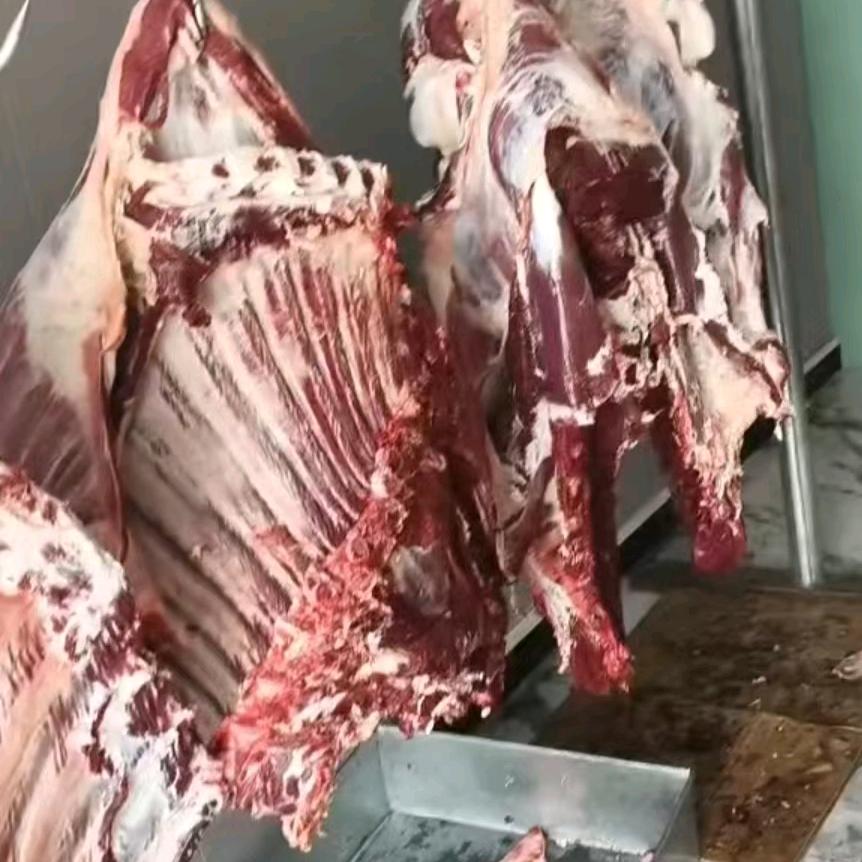 田文学杨家河湾牛肉批发