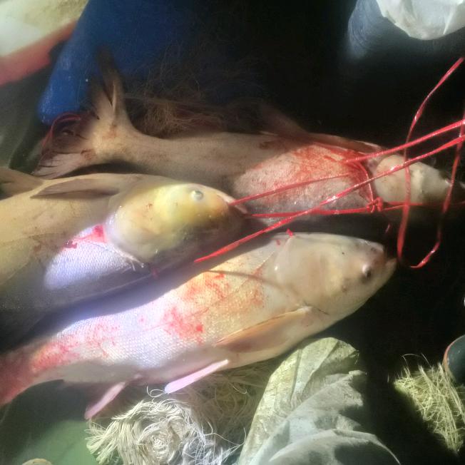 撒网捕鱼不吃鱼