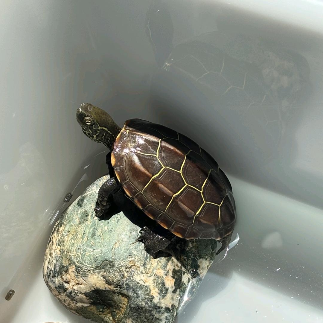 卖翡翠的网文作者