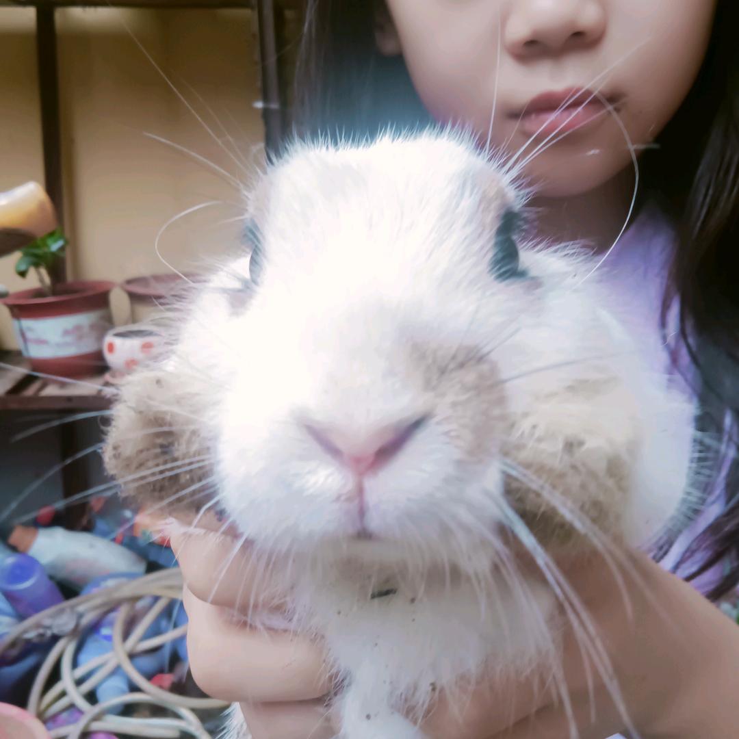 抱抱大兔哥