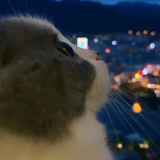 狗温