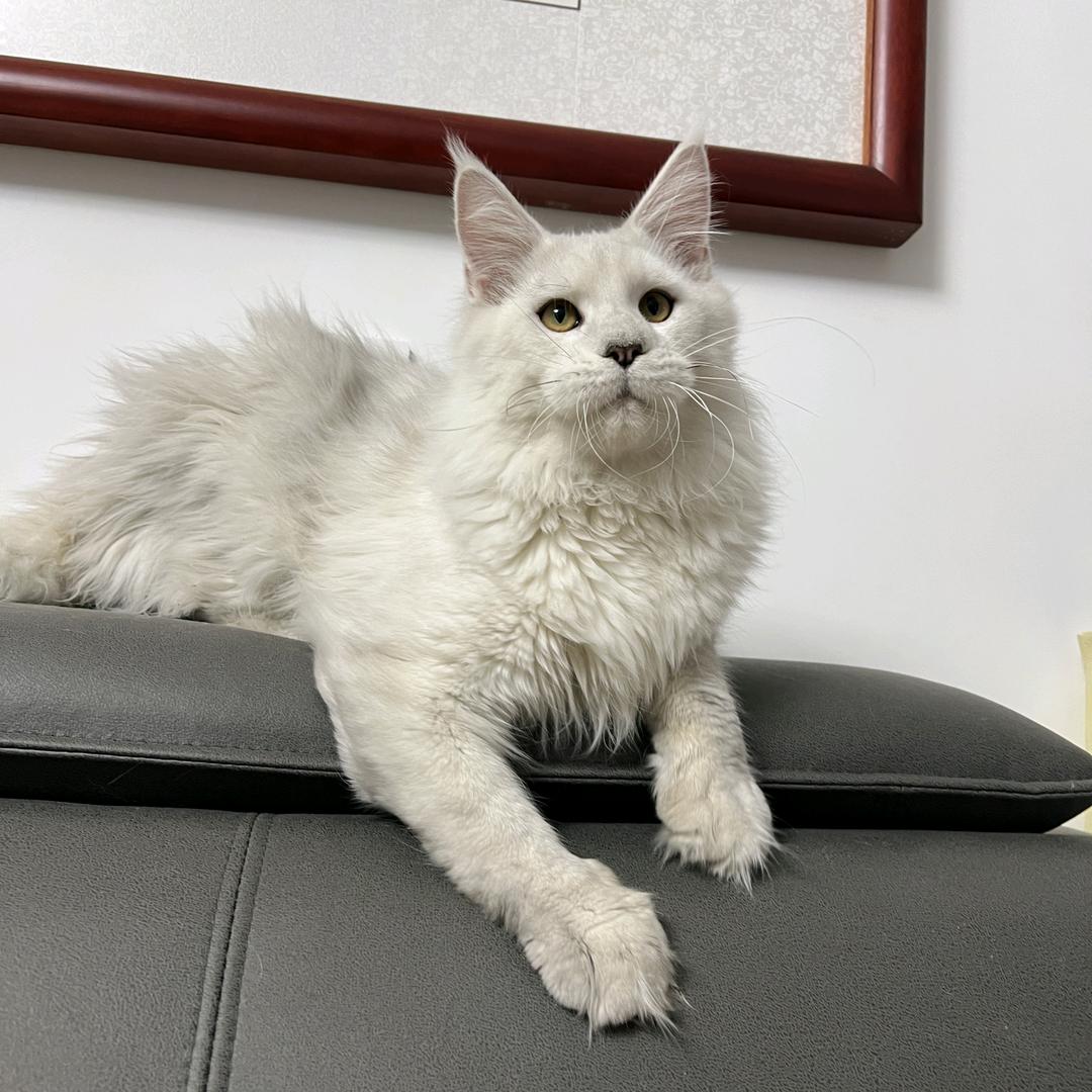 曲奇的缅因猫舍