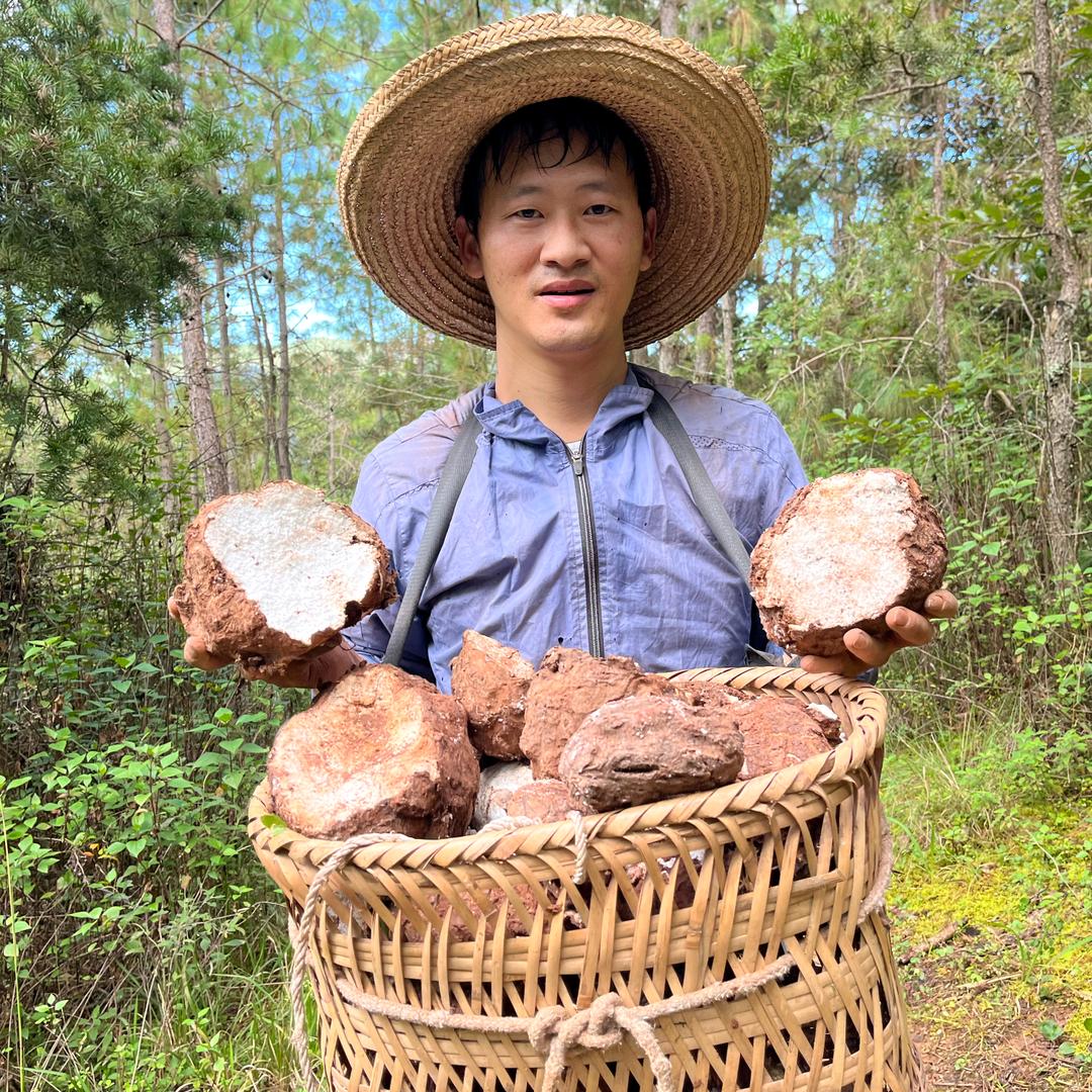 云南深山茯苓【茯苓世家】