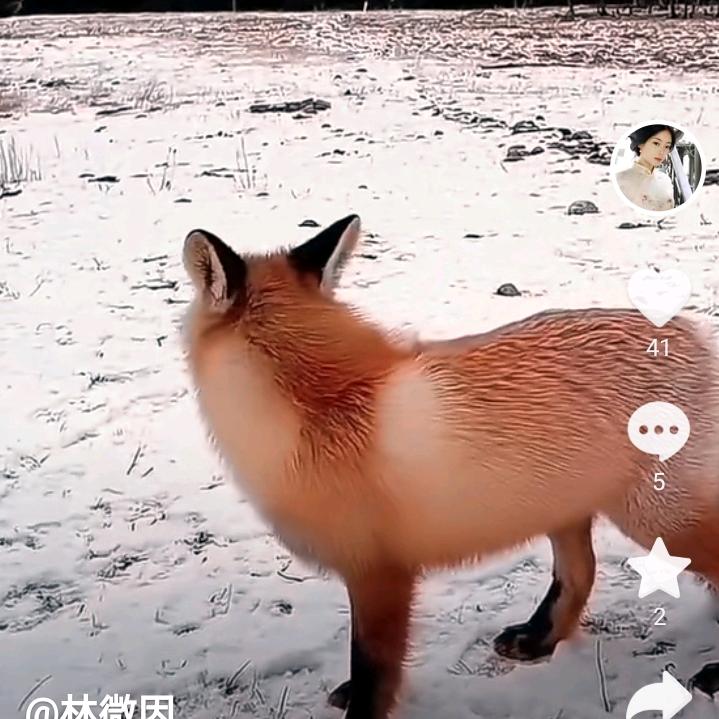 哮月狼