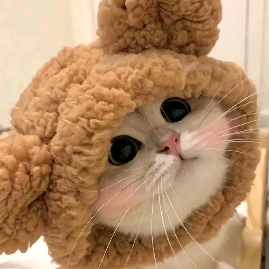 猫猫.