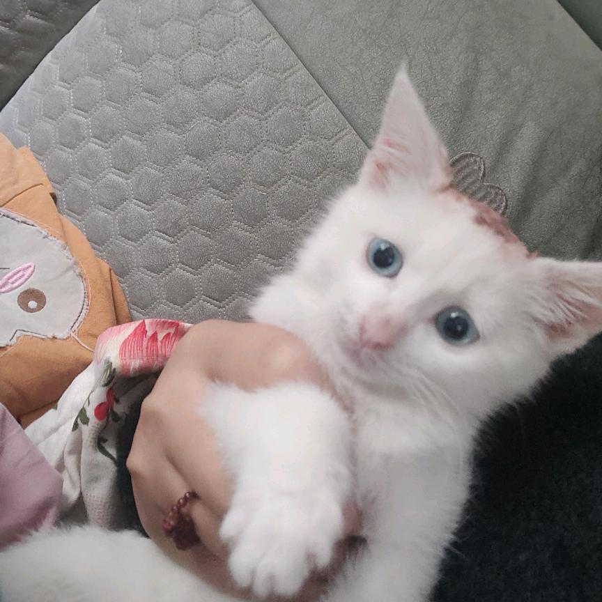 在吗？小可爱૮ ・ﻌ・ა