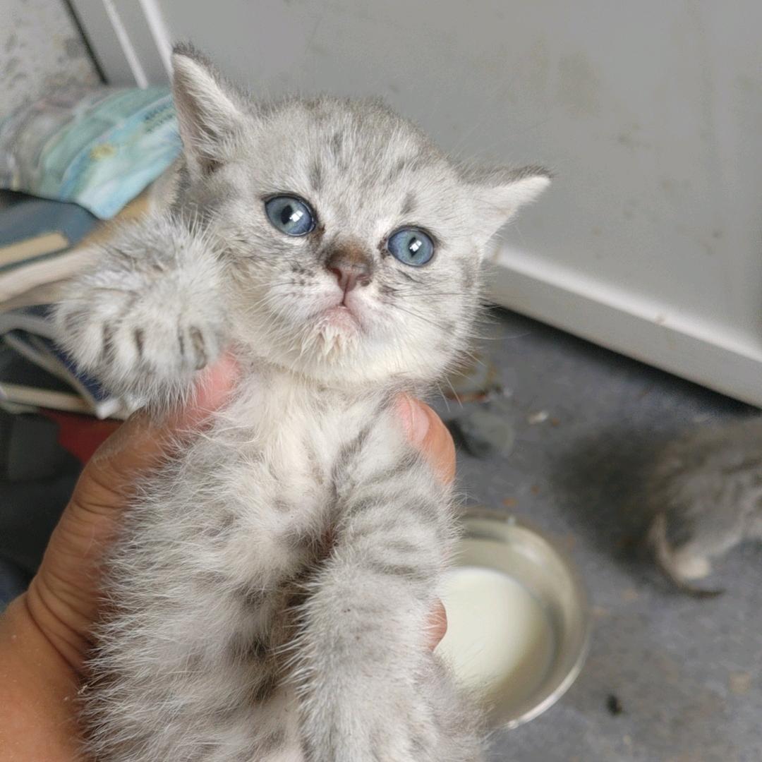 小明哥（爱养猫）