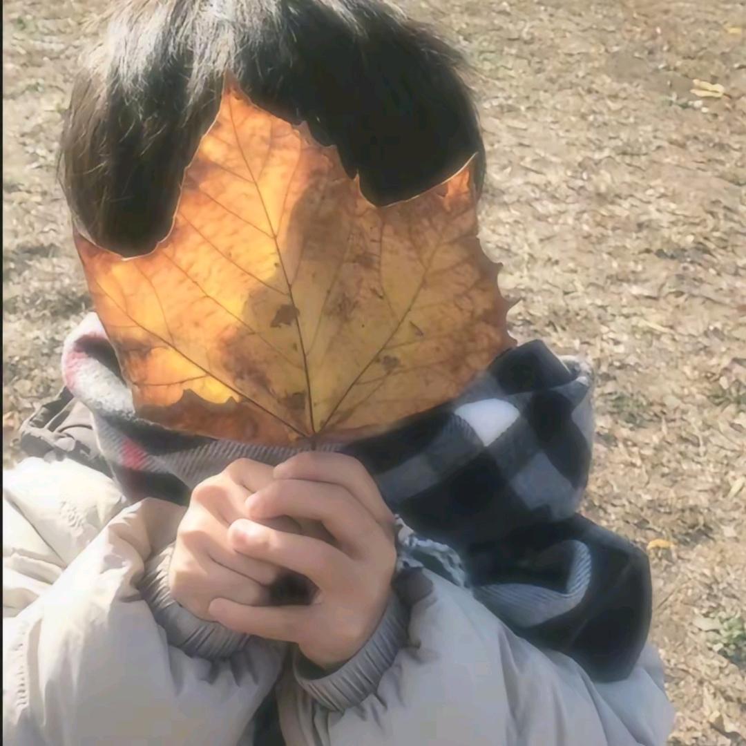 落叶枫