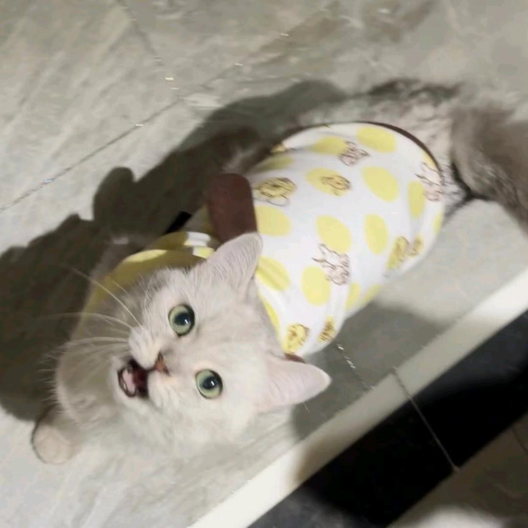 影小影