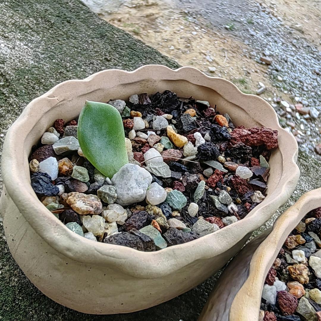 顺遂