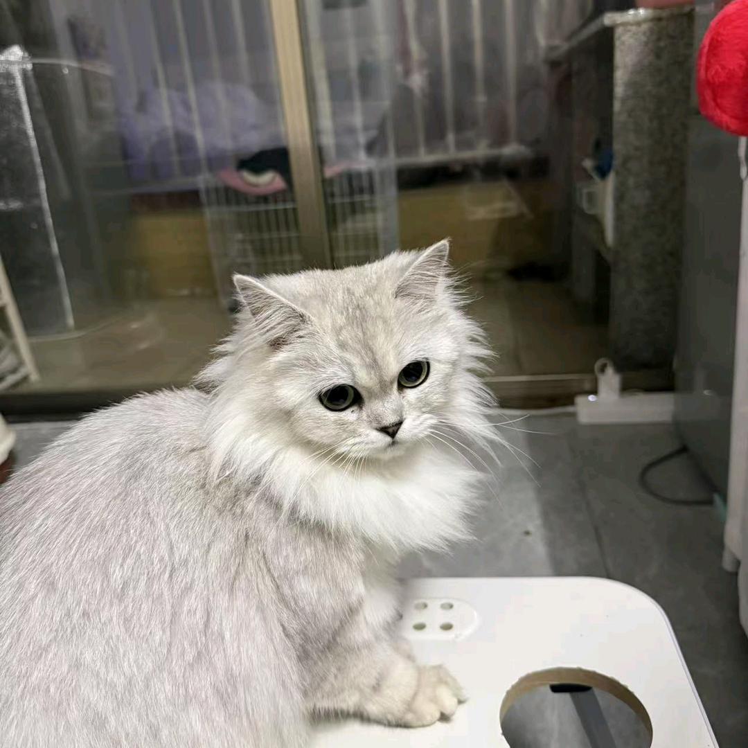 黄油猫条
