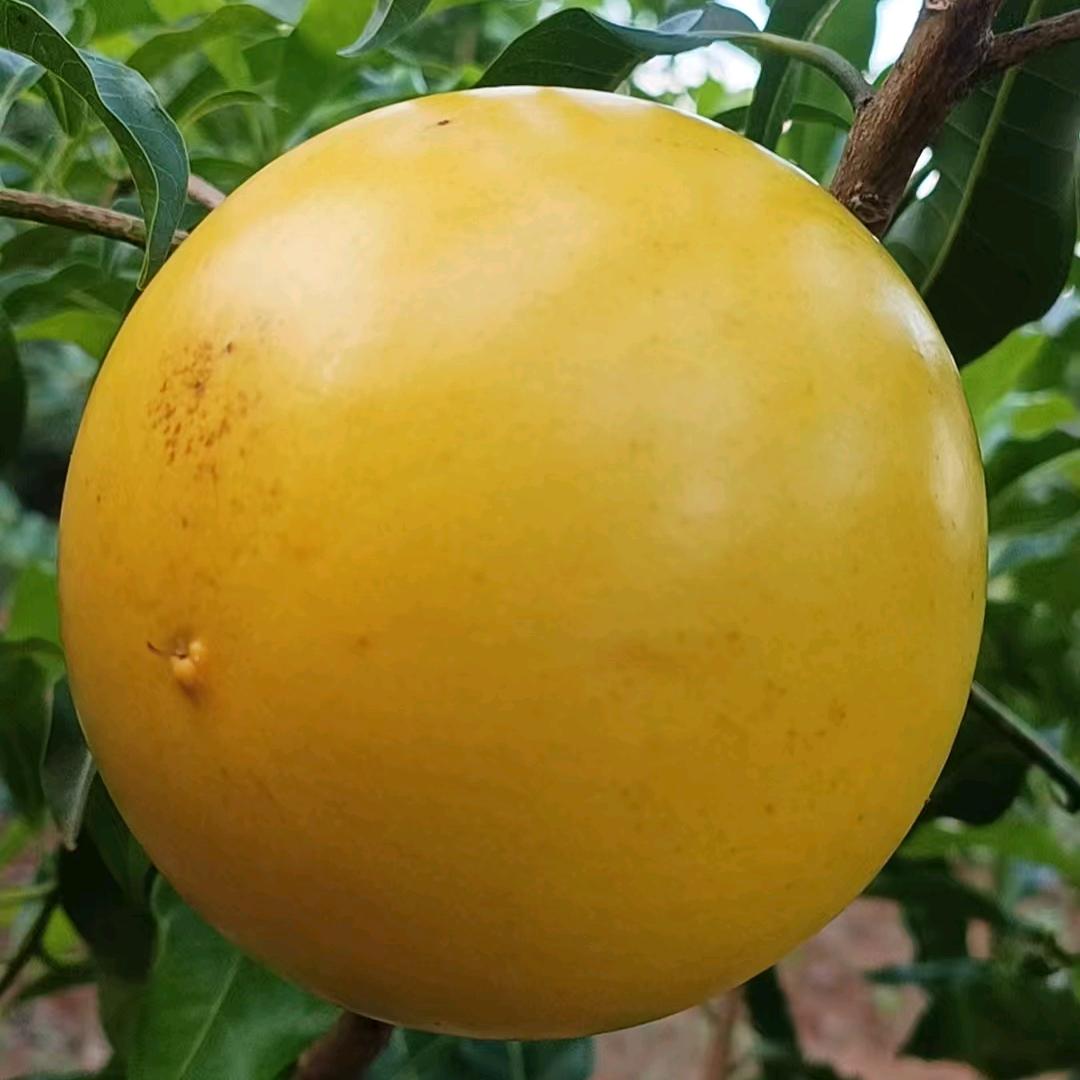 苏姐优选鲜果商行