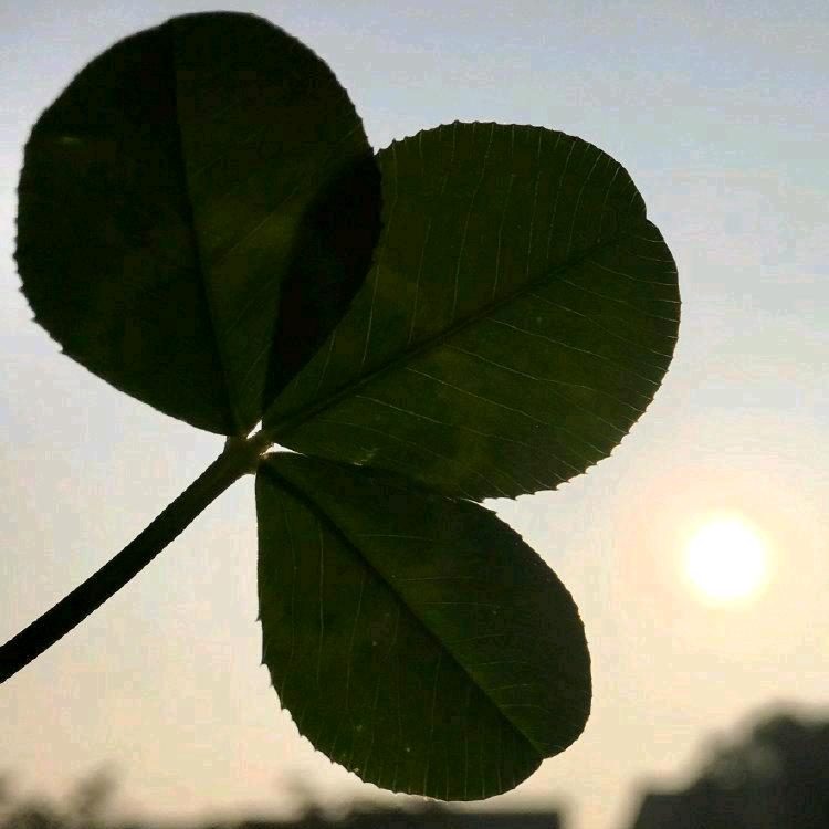 小白菜🥬