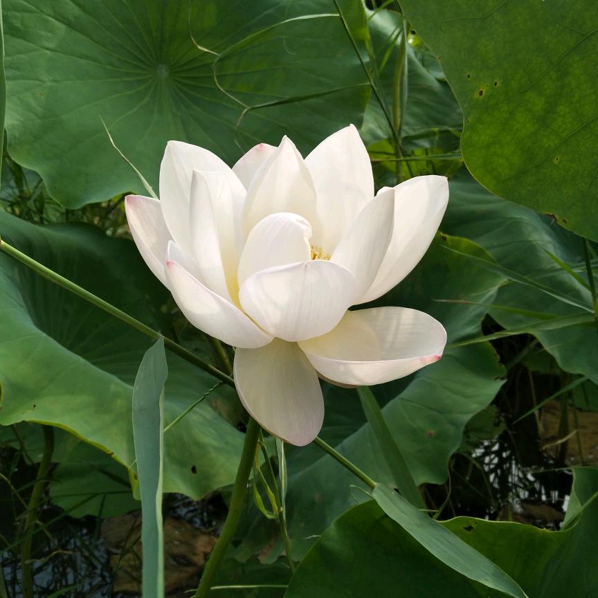 挖机出租，清理树木