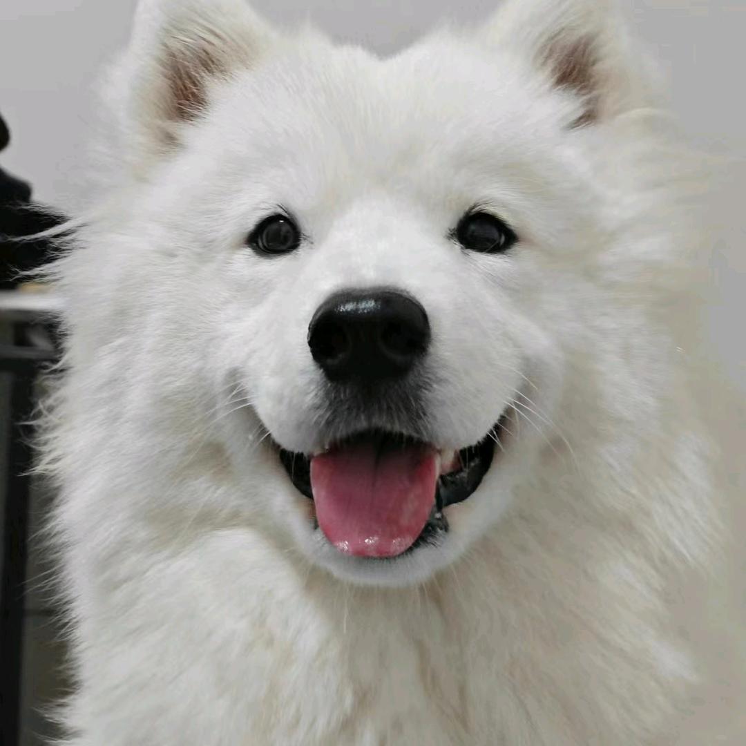 陈小耶