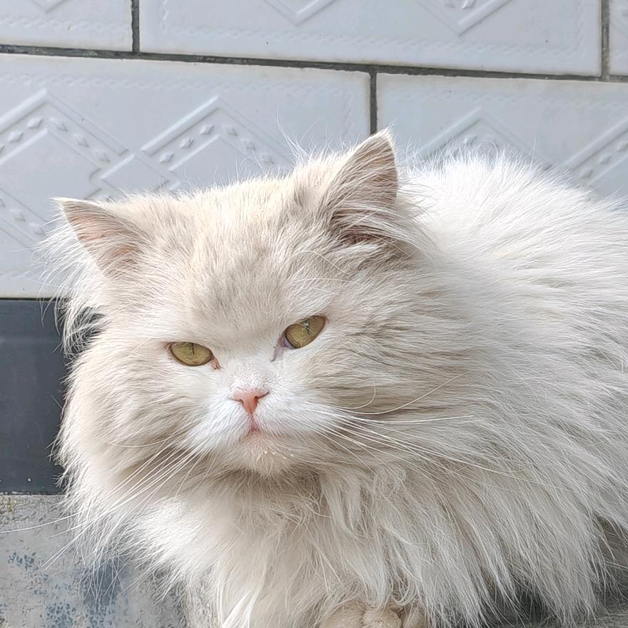 团子是狮子猫