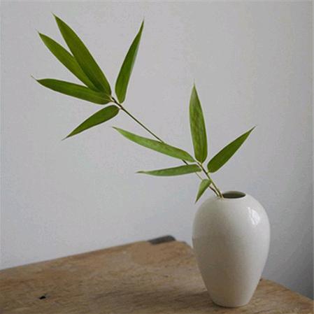 一花一世界🌸