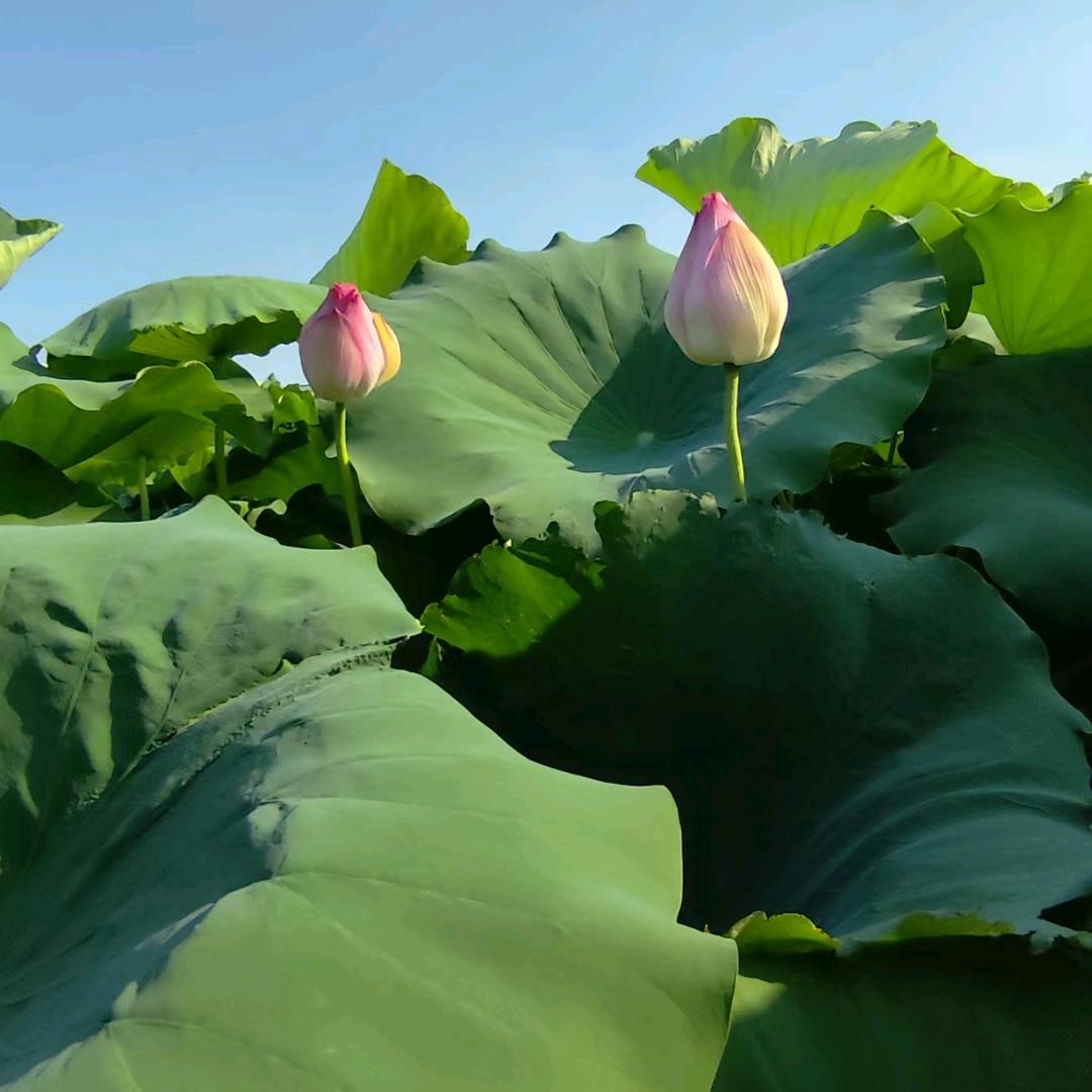 錸䴭☘️
