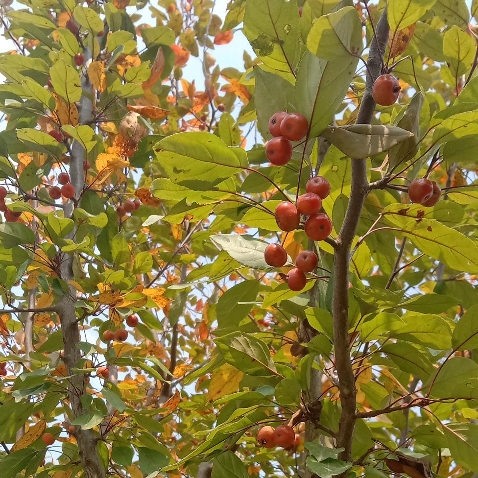 蔡沟镇冯黎村大量收花生