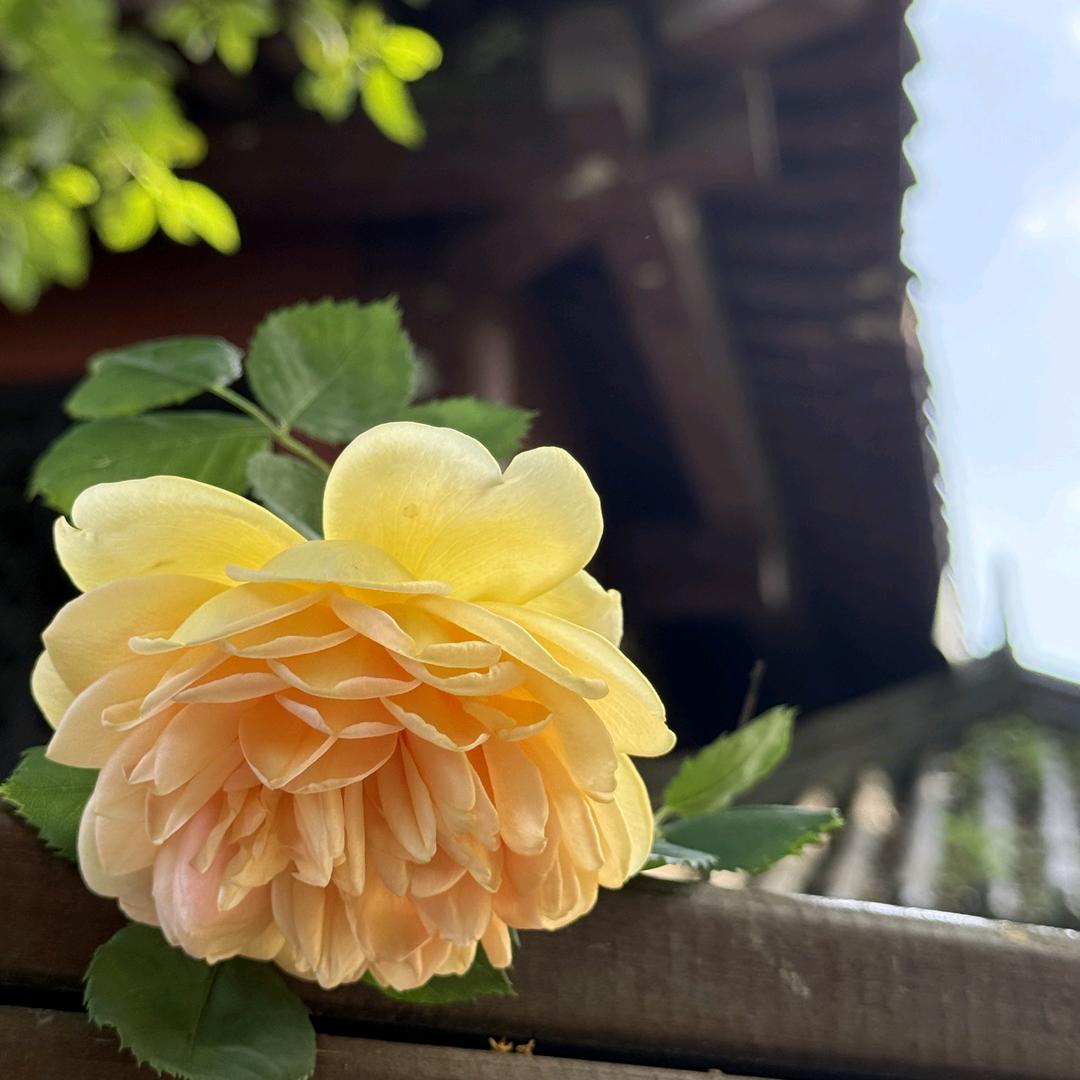 花开富贵•ᴗ•