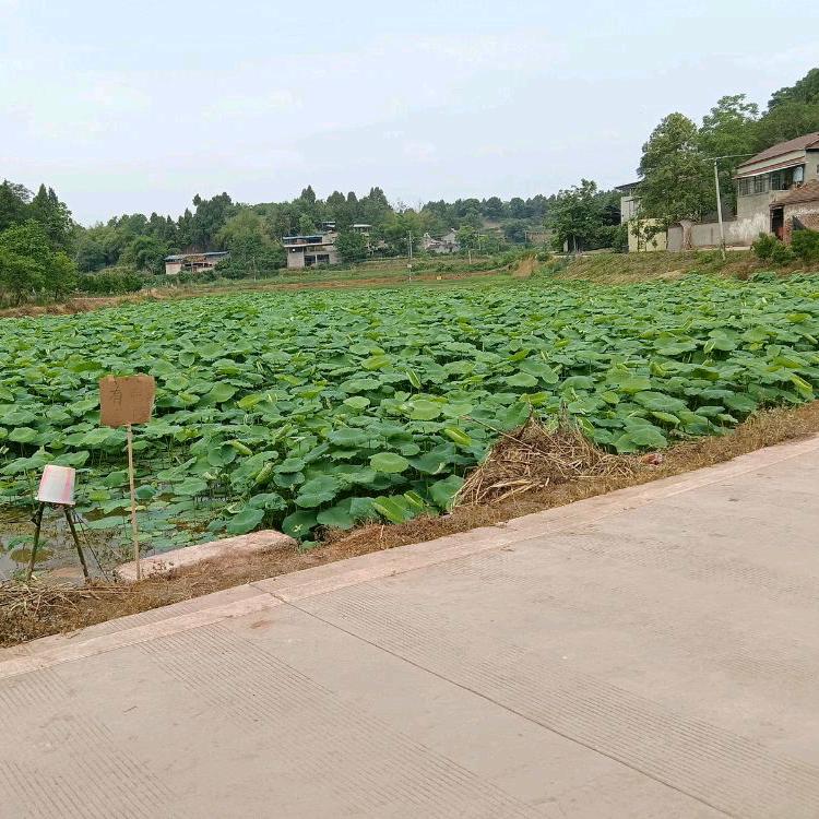张三