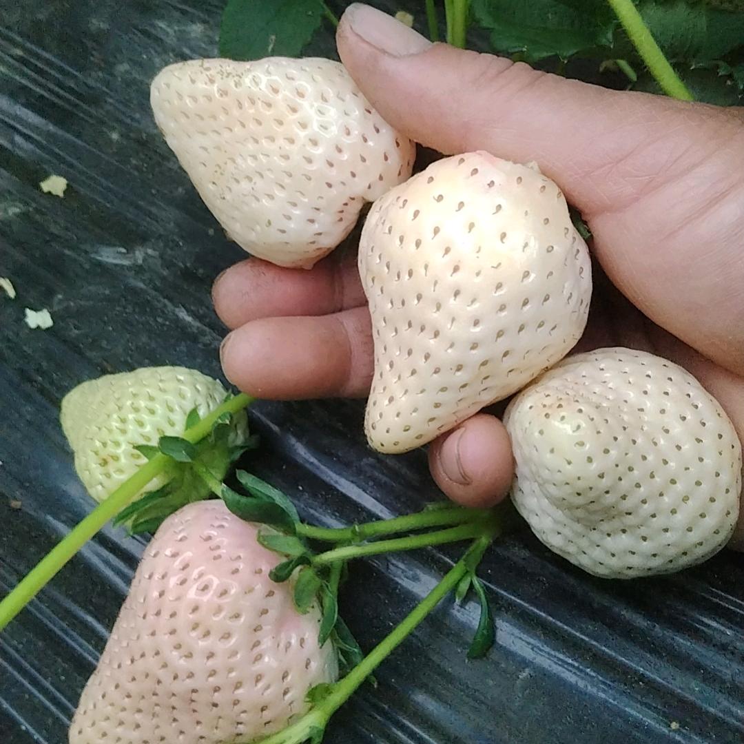 军靖家庭农场草莓采摘园