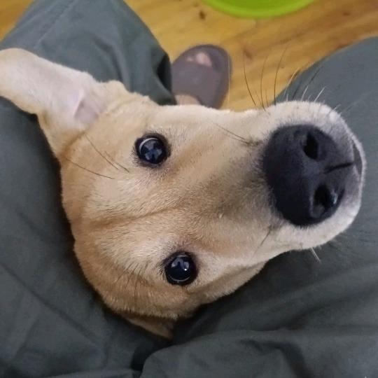 田园犬小宝。