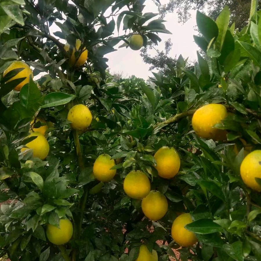 在赣州种脐橙的农村人