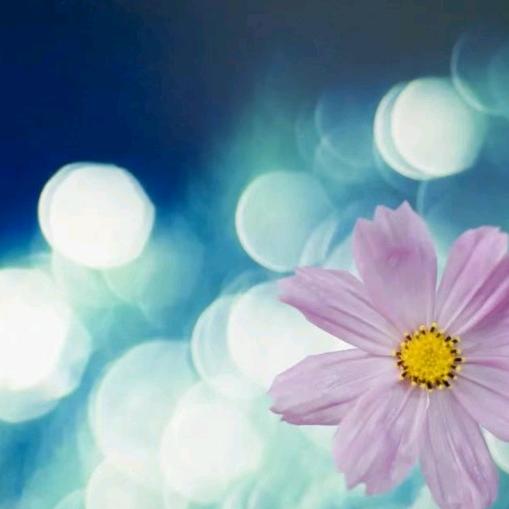 映日荷花别样红