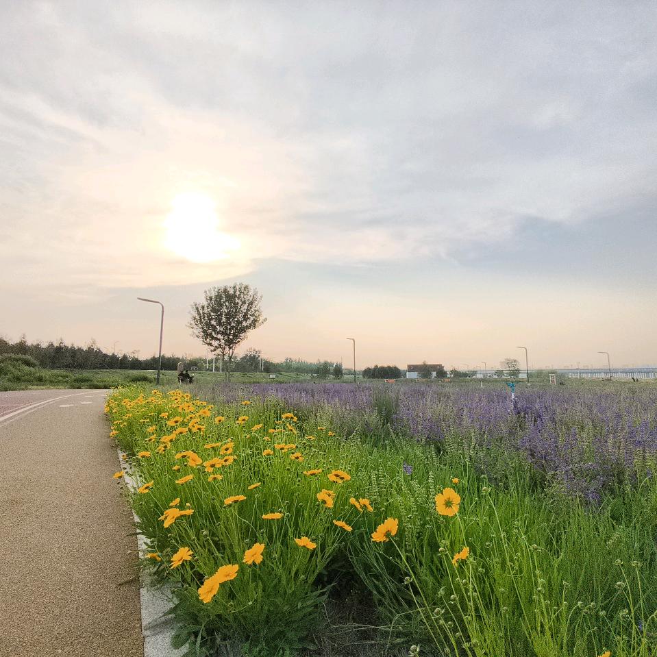 晴天问柳 ◝(⑅•ᴗ•⑅)◜..°♡