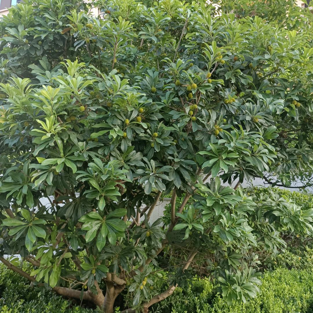 用户3071766722432小玉