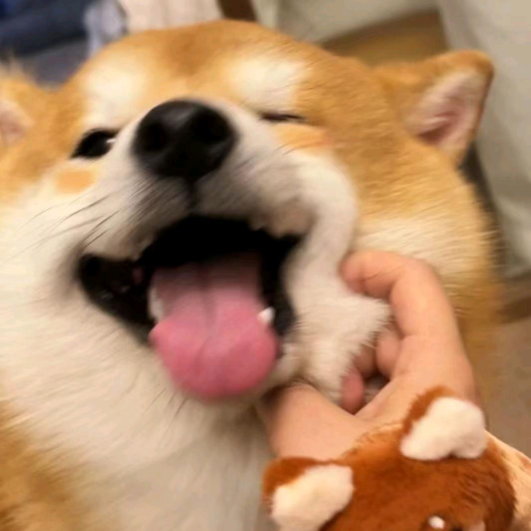 幼稚园小麻雀（见过梓渝版）