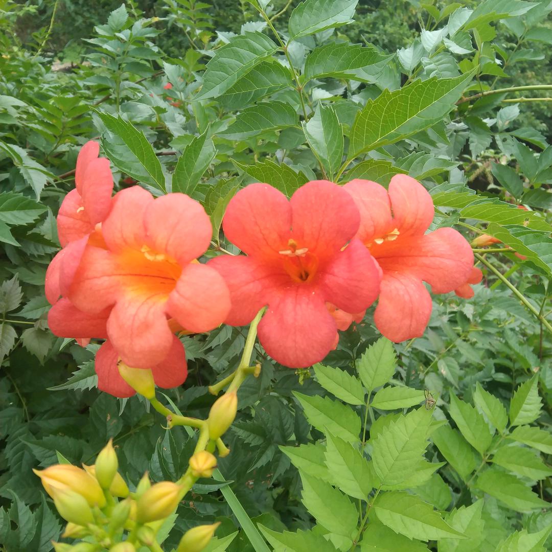 我就是我