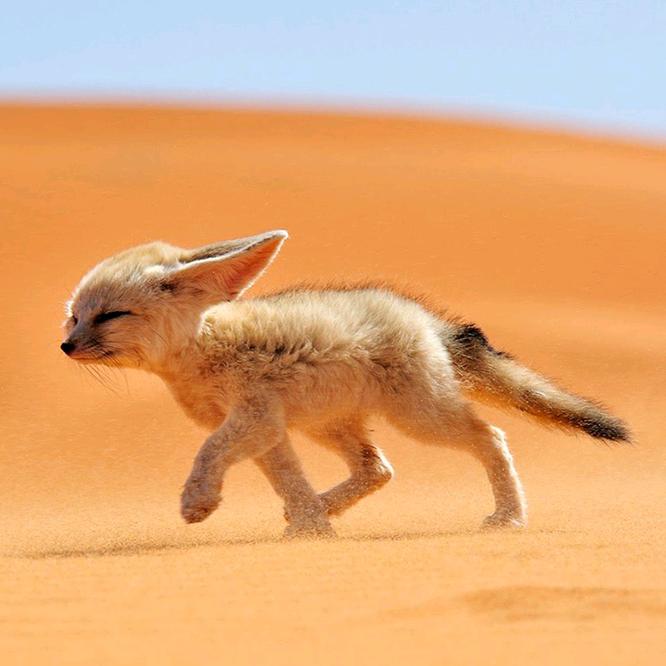 【FanFan】雪地靴