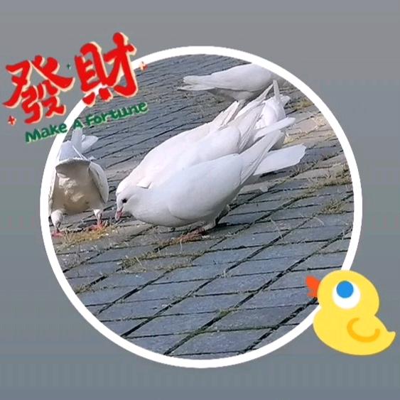 桔子树