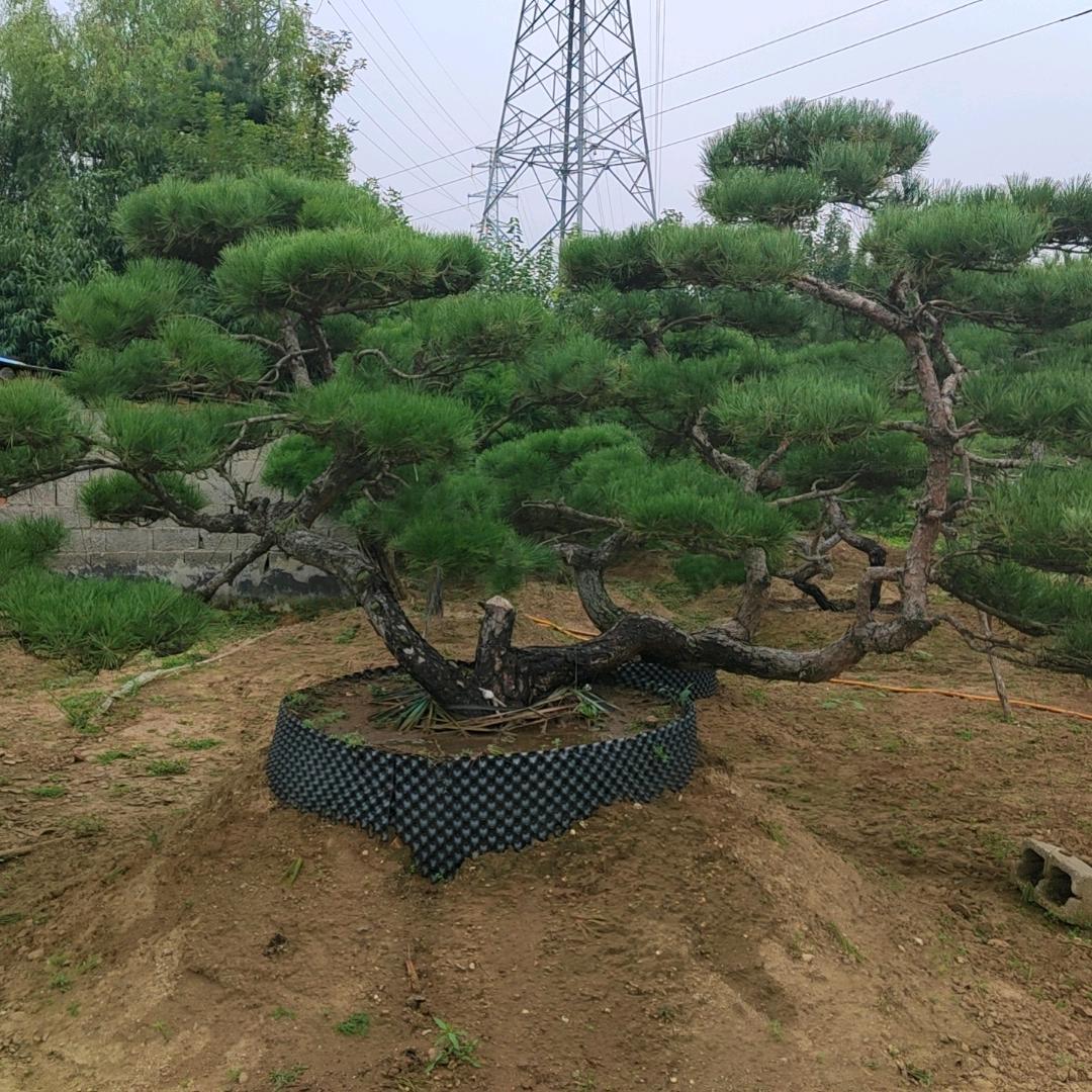 董不懂
