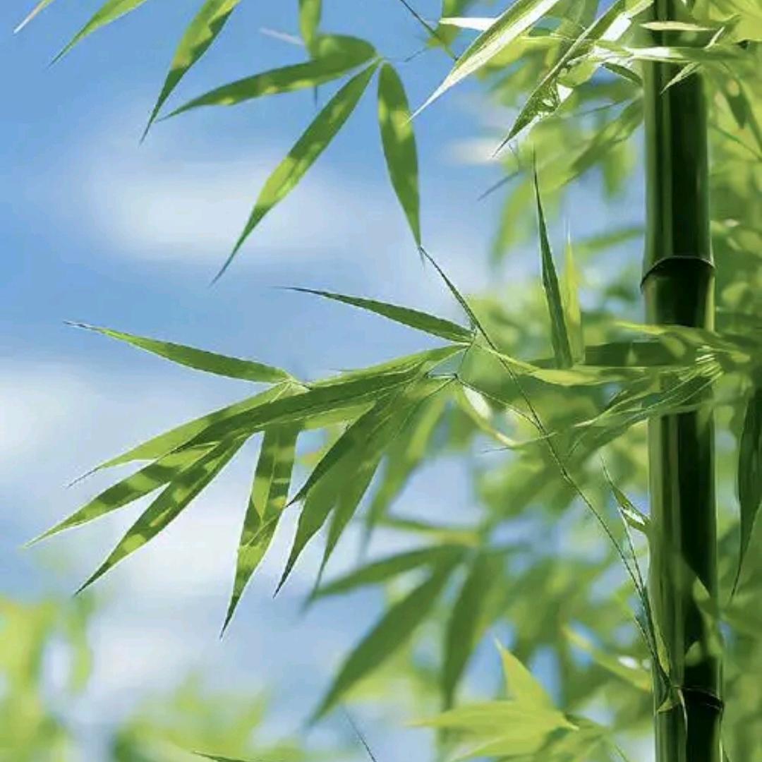 虚竹临风