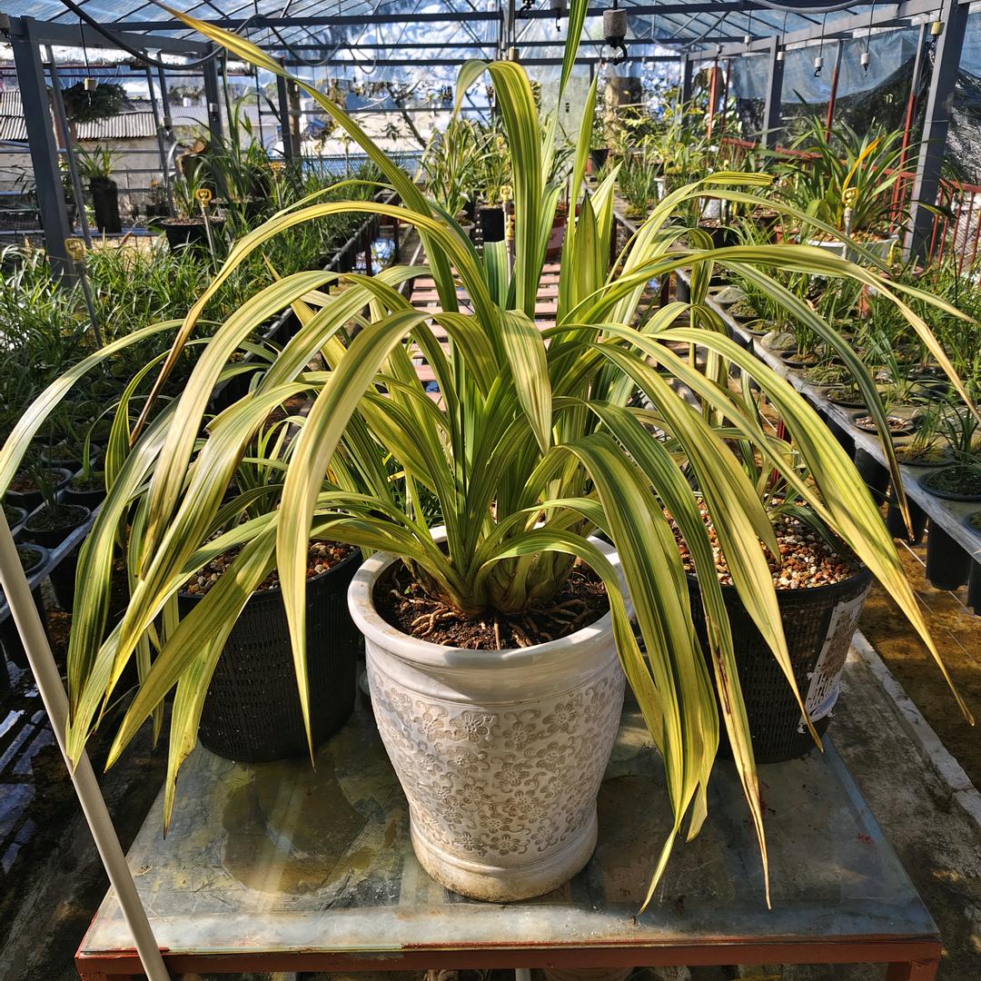 小贵子卖清水鱼卖花草🌿