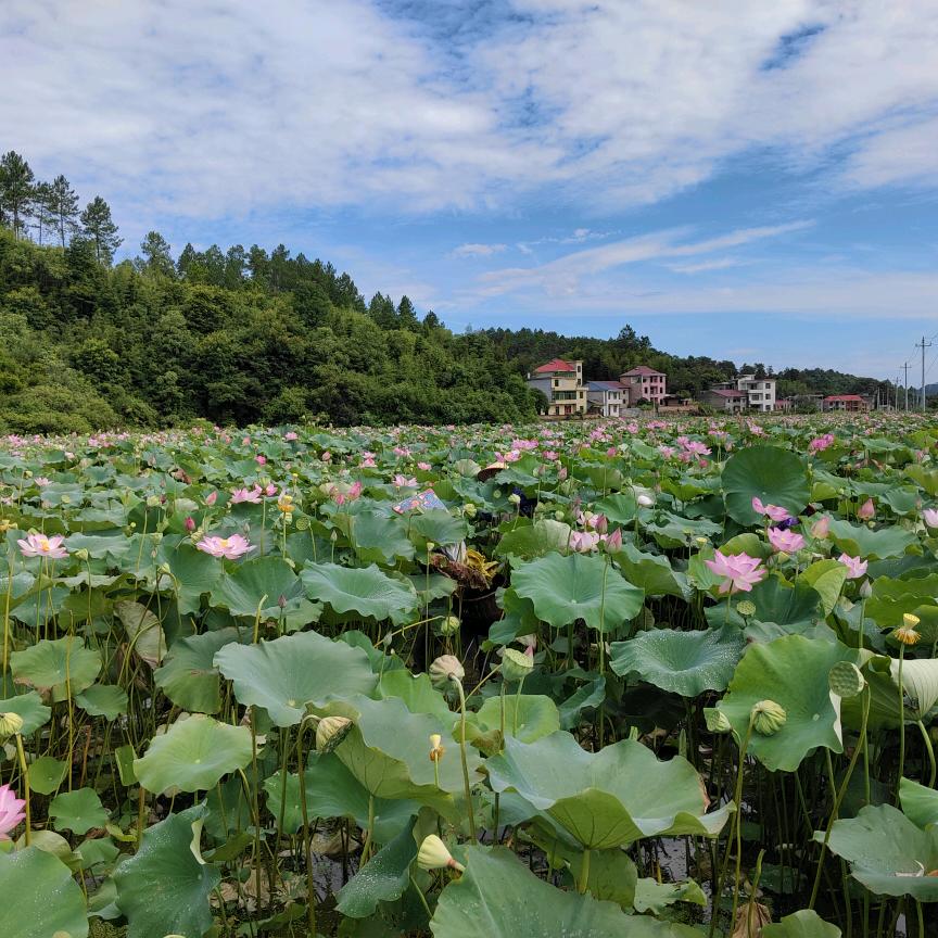 三农大姐