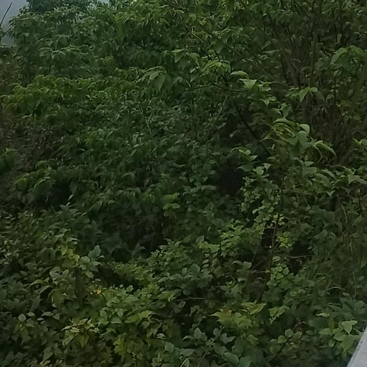 沉默