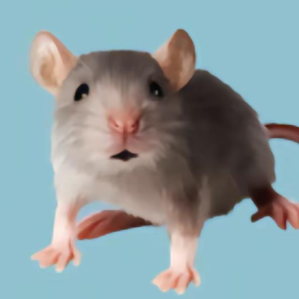 耗子