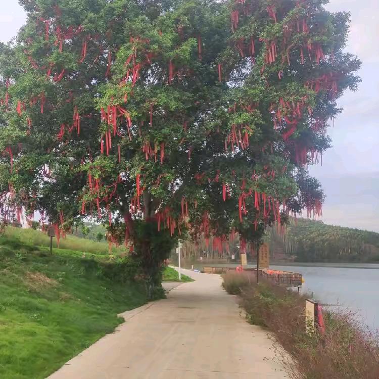 刘三