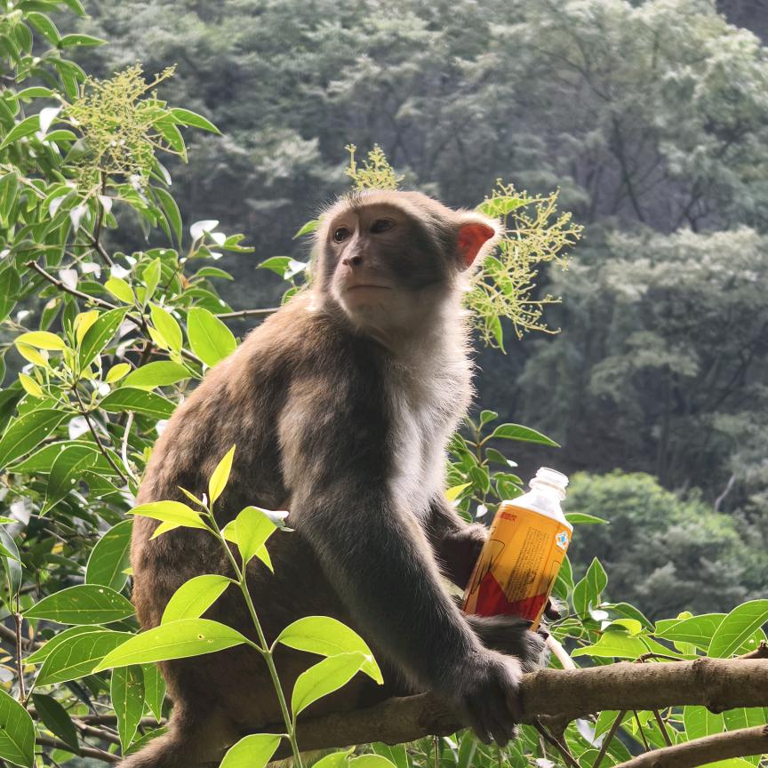 猴王