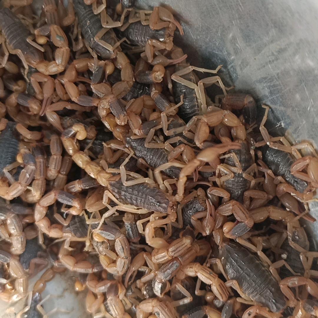 莱阳仁丰花卉2